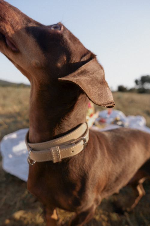 Collar Premier White Sand